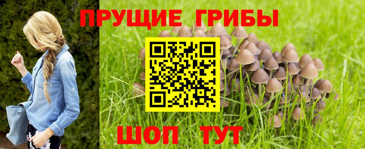 Галлюциногенные грибы Cubensis Кувандык